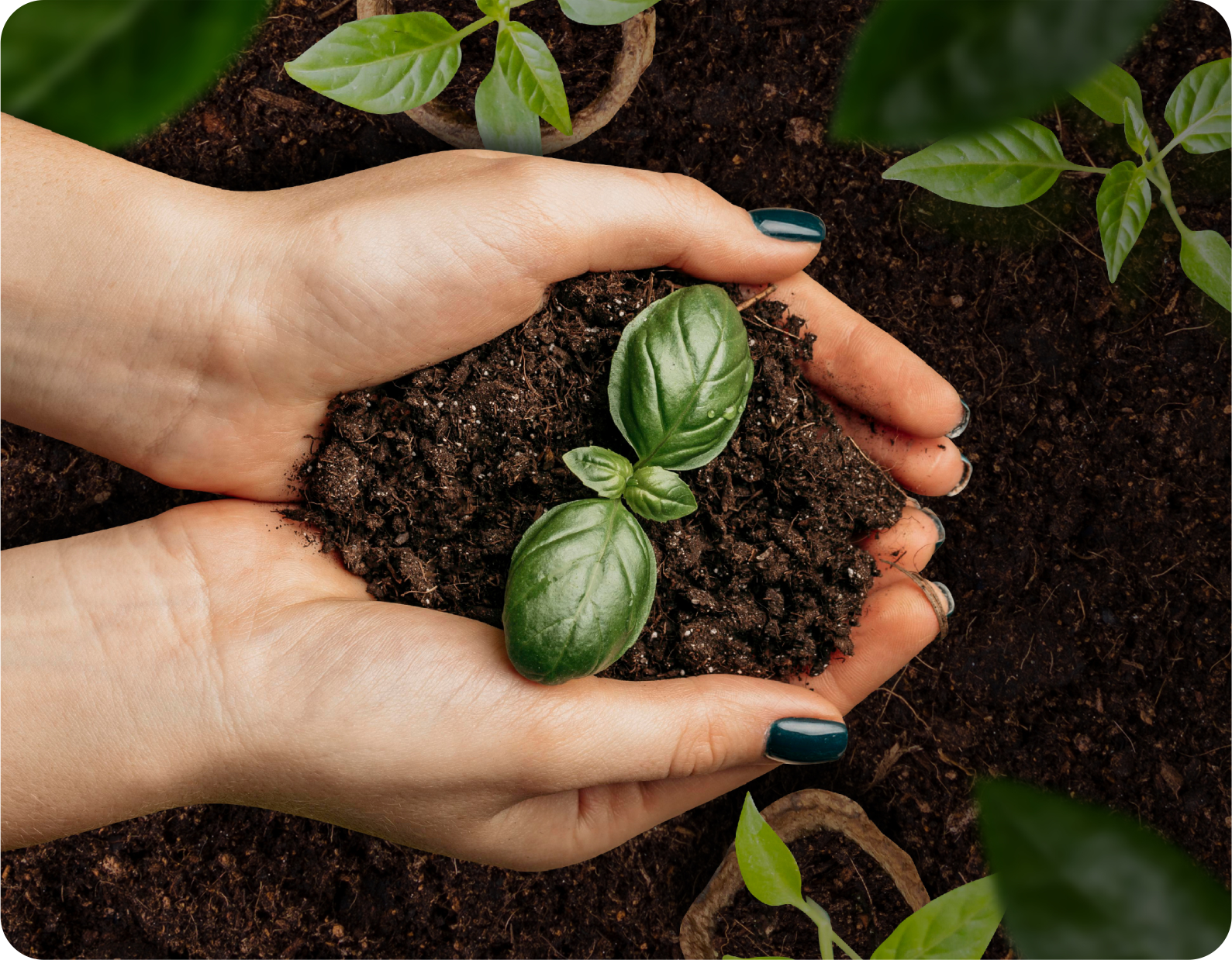 DBN Investor relations